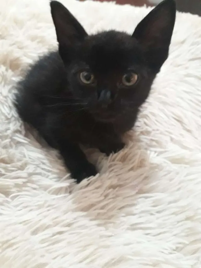 Gato raça Não sei  idade Abaixo de 2 meses nome Não possui nome 
