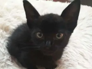 Gato raça Não sei  idade Abaixo de 2 meses nome Não possui nome 
