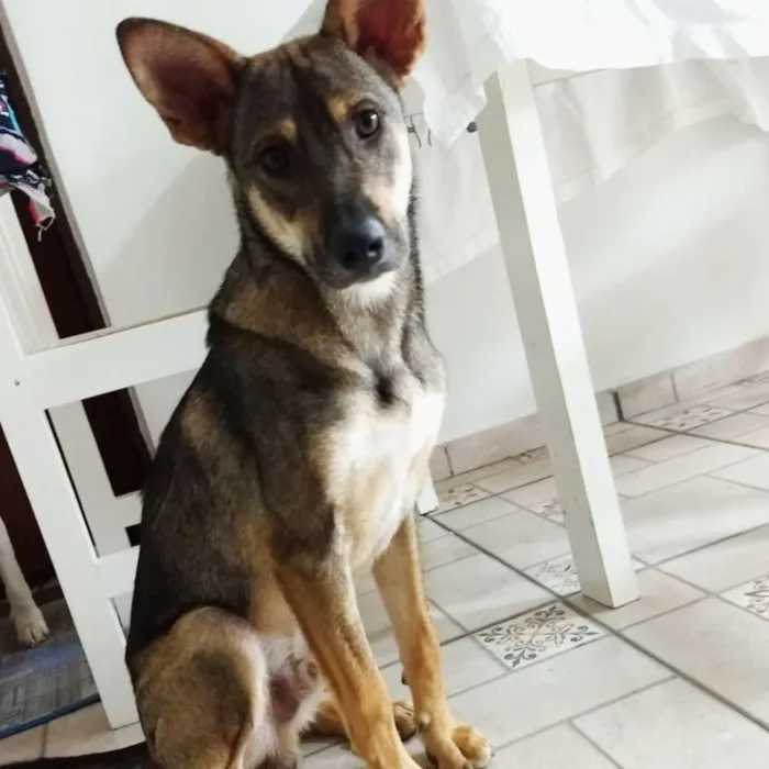 Cachorro ra a SRD idade 1 ano nome Lobinho