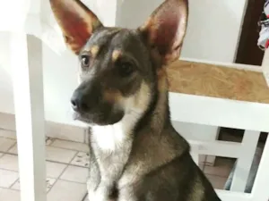 Cachorro raça SRD idade 1 ano nome Lobinho