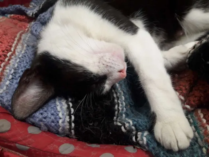 Gato ra a Sem raça  idade 7 a 11 meses nome Sem nome