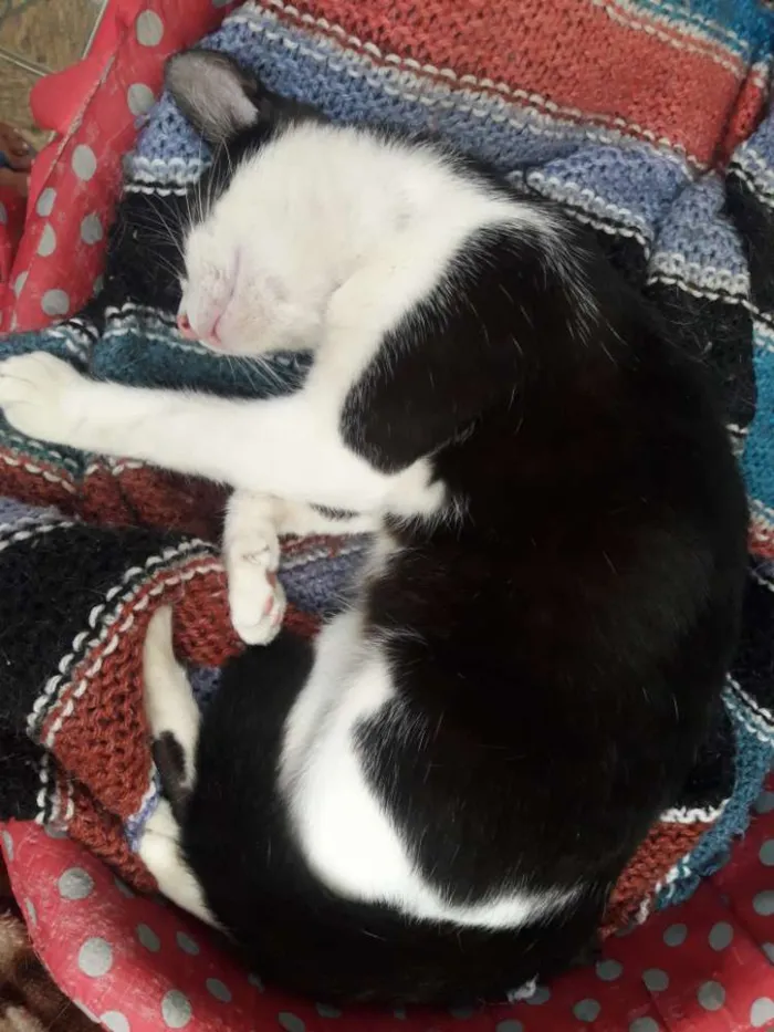 Gato ra a Sem raça  idade 7 a 11 meses nome Sem nome
