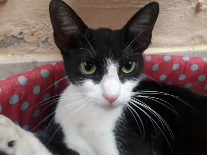 Gato ra a Sem raça  idade 7 a 11 meses nome Sem nome