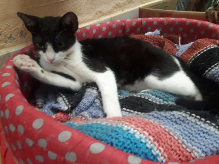 Gato ra a Sem raça  idade 7 a 11 meses nome Sem nome