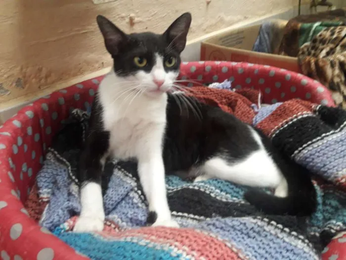 Gato ra a Sem raça  idade 7 a 11 meses nome Sem nome