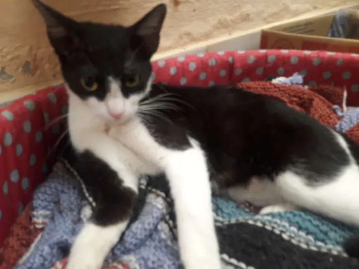 Gato ra a Sem raça  idade 7 a 11 meses nome Sem nome
