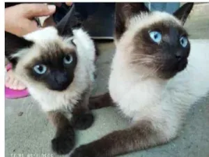 Gato raça SRD idade 2 a 6 meses nome Max e Martin