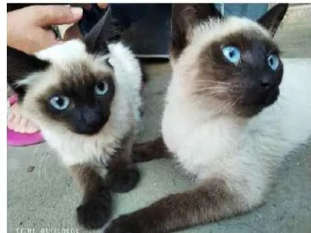 Gato ra a SRD idade 2 a 6 meses nome Max e Martin
