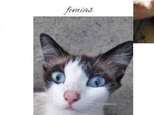 Gato raça SRD idade 1 ano nome Nina