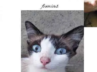 Gato ra a SRD idade 1 ano nome Nina