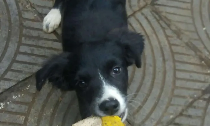 Cachorro raça Border Collie idade 2 a 6 meses nome Maya