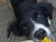 Maya