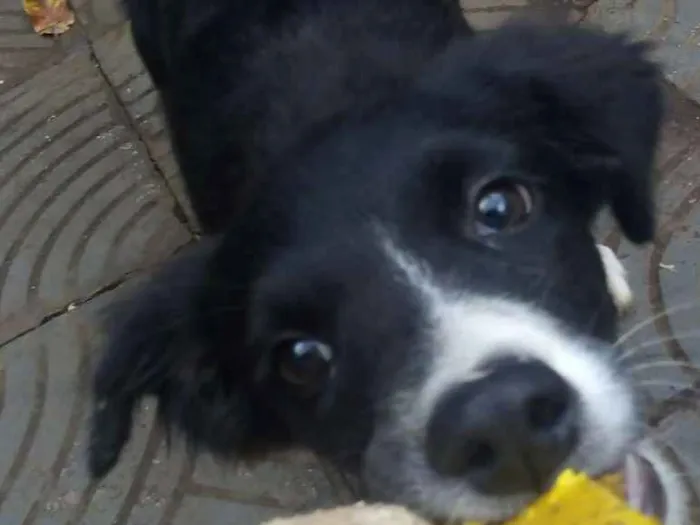 Cachorro raça Border Collie idade 2 a 6 meses nome Maya