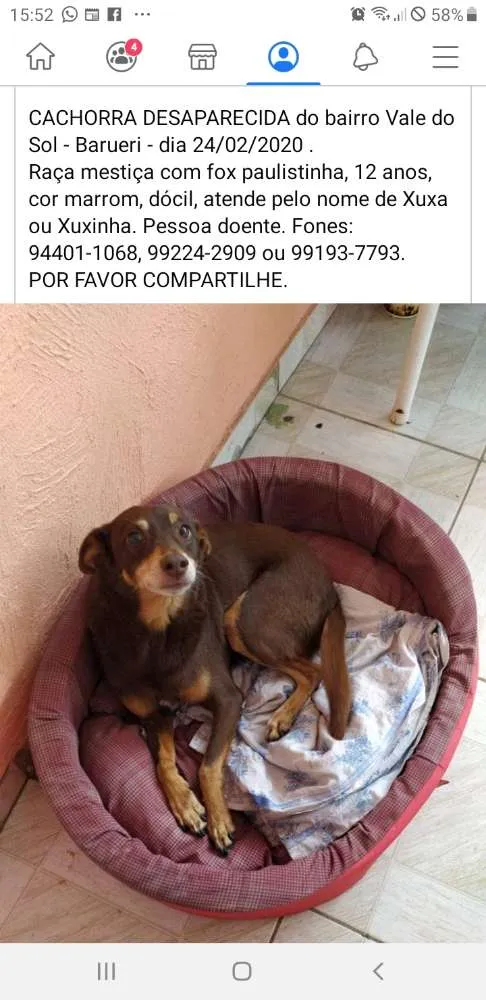 Cachorro ra a Fox paulistinha  idade 6 ou mais anos nome Xuxa/ Xuxinha