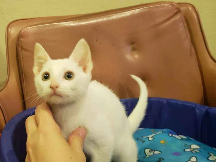 Gato ra a SRD idade 2 a 6 meses nome Théo
