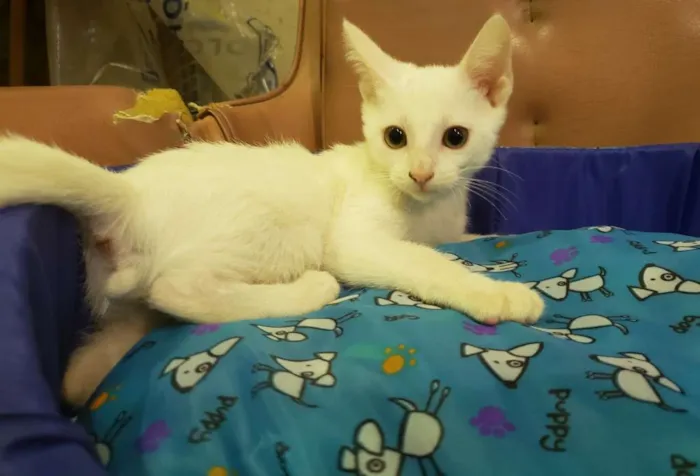 Gato ra a SRD idade 2 a 6 meses nome Théo