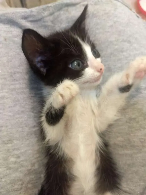 Gato ra a  idade Abaixo de 2 meses nome Gamora / Grot /Rockt