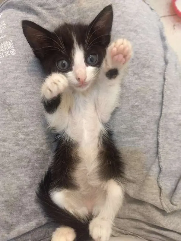 Gato ra a  idade Abaixo de 2 meses nome Gamora / Grot /Rockt