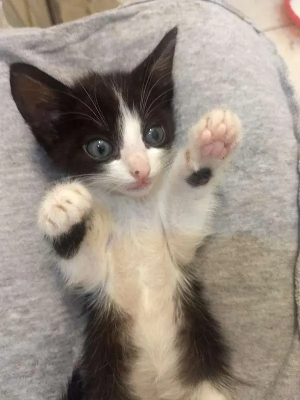 Gato ra a  idade Abaixo de 2 meses nome Gamora / Grot /Rockt