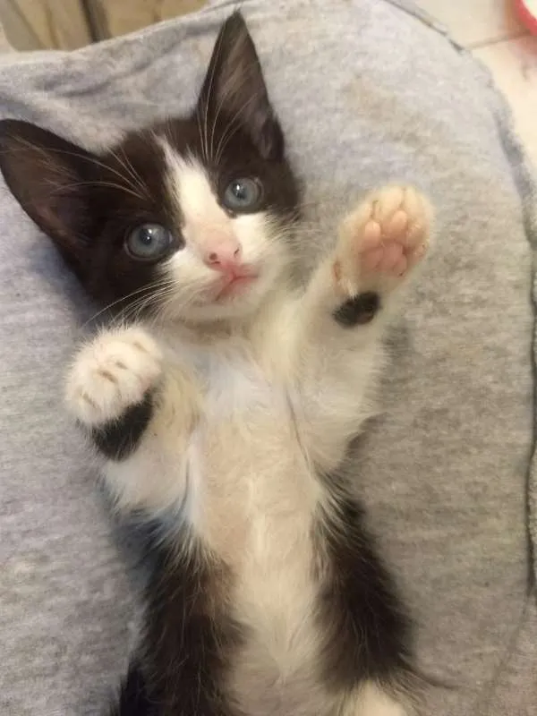Gato ra a  idade Abaixo de 2 meses nome Gamora / Grot /Rockt