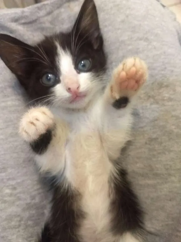 Gato ra a  idade Abaixo de 2 meses nome Gamora / Grot /Rockt