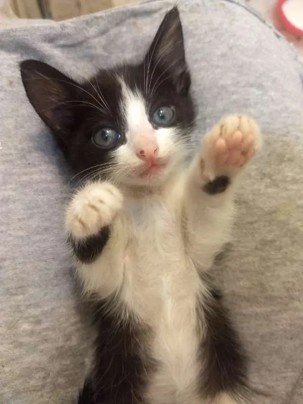 Gato ra a  idade Abaixo de 2 meses nome Gamora / Grot /Rockt