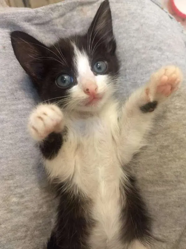 Gato ra a  idade Abaixo de 2 meses nome Gamora / Grot /Rockt