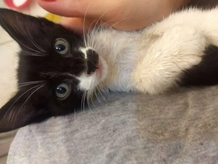 Gato ra a  idade Abaixo de 2 meses nome Gamora / Grot /Rockt