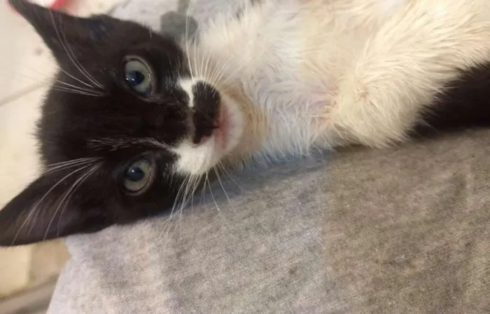 Gato ra a  idade Abaixo de 2 meses nome Gamora / Grot /Rockt