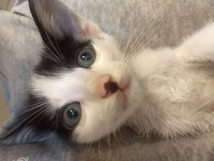 Gato ra a  idade Abaixo de 2 meses nome Gamora / Grot /Rockt