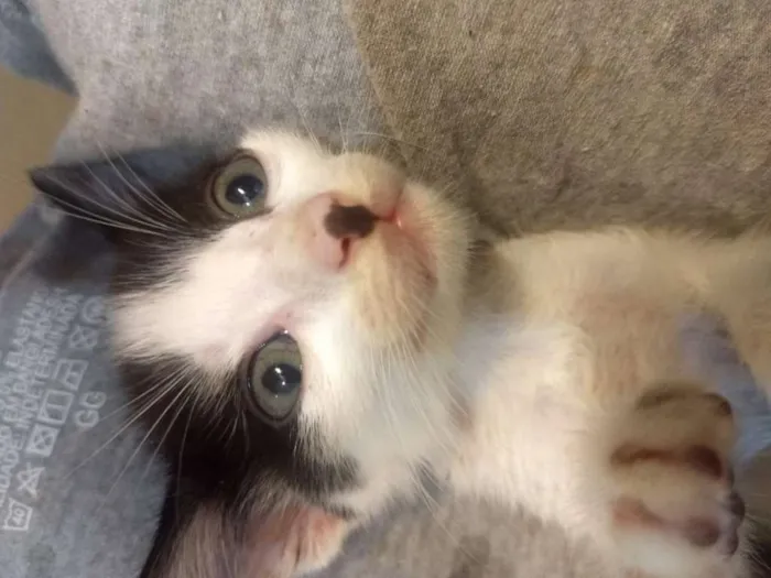 Gato ra a  idade Abaixo de 2 meses nome Gamora / Grot /Rockt