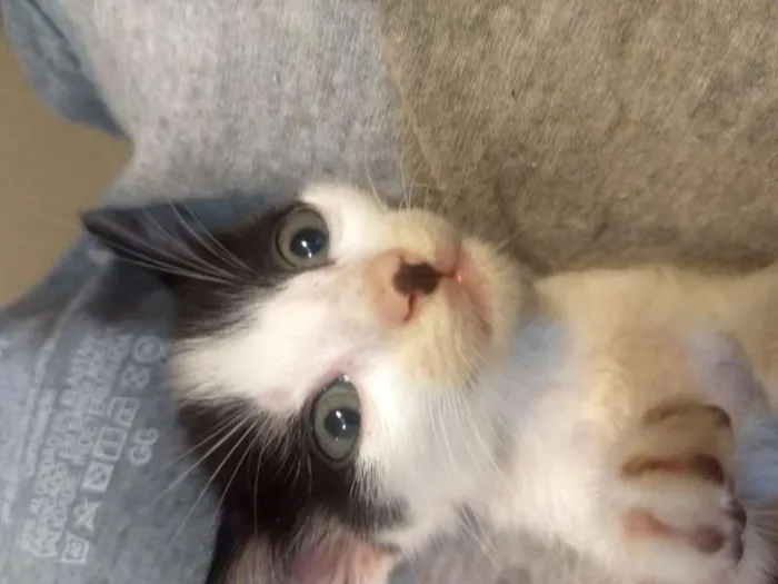 Gato ra a  idade Abaixo de 2 meses nome Gamora / Grot /Rockt
