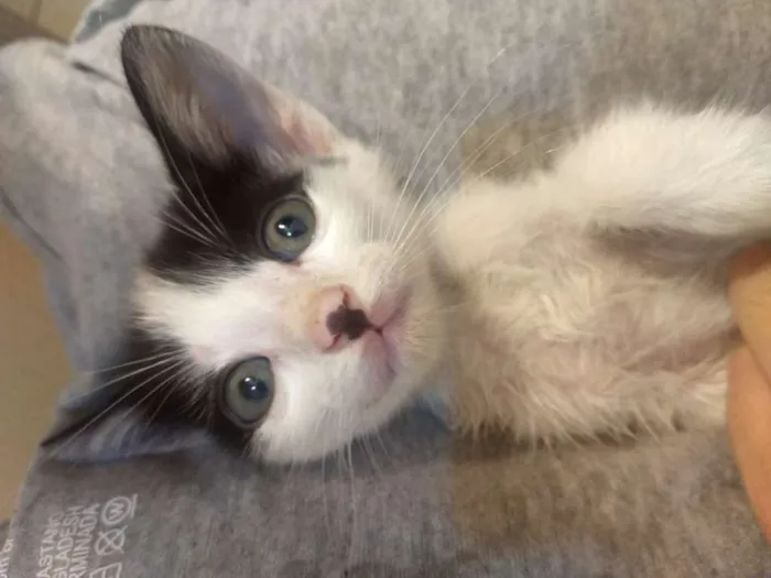 Gato ra a  idade Abaixo de 2 meses nome Gamora / Grot /Rockt
