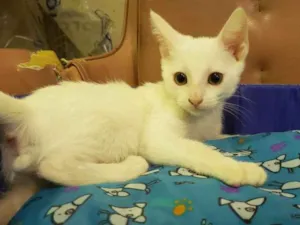 Gato raça SRD idade 2 a 6 meses nome Théo