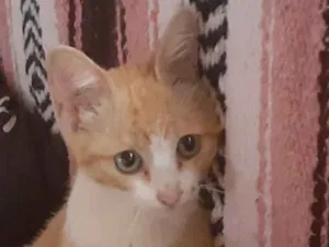 Gato raça Srd idade 2 a 6 meses nome Chatran