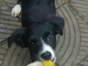 Cachorro raça Border Collie idade 2 a 6 meses nome Maya