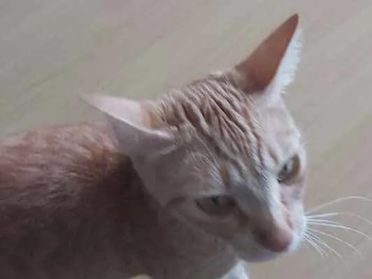 Gato ra a Não sei idade 2 anos nome Nina