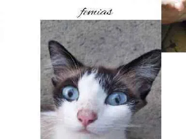 Gato ra a SRD idade 1 ano nome Nina
