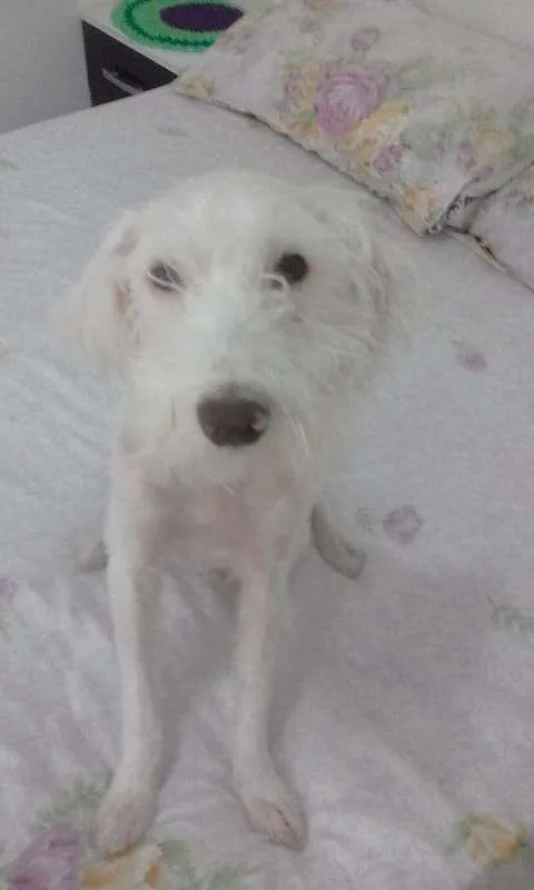 Cachorro ra a viralata idade 1 ano nome Dudu