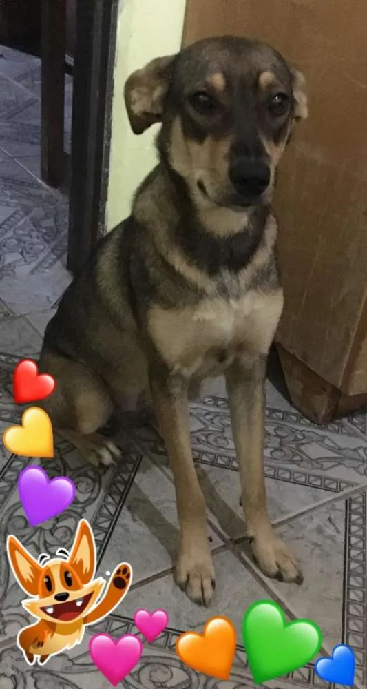 Cachorro ra a Sem raça definida idade 2 a 6 meses nome Milly