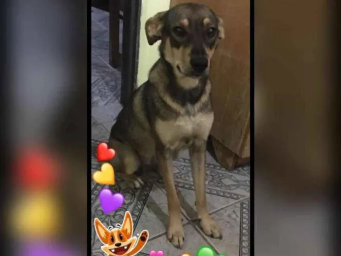 Cachorro ra a Sem raça definida idade 2 a 6 meses nome Milly