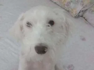 Cachorro raça viralata idade 1 ano nome Dudu
