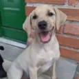 Jake