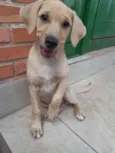 Jake