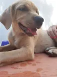 Jake