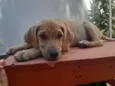 Jake