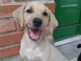 Jake