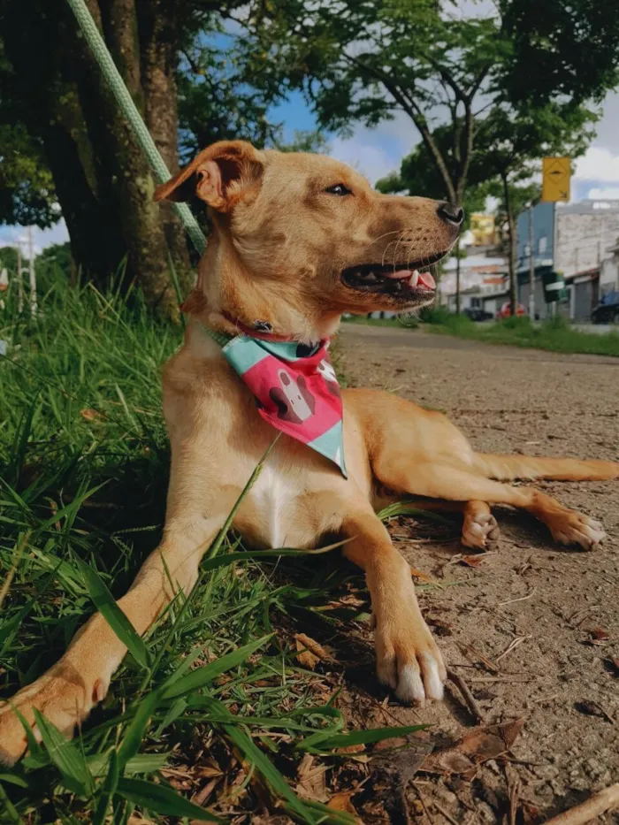 Cachorro ra a SRD idade 7 a 11 meses nome Caramelo
