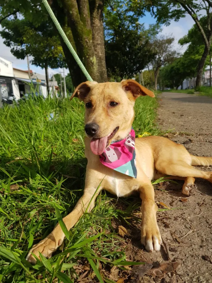Cachorro ra a SRD idade 7 a 11 meses nome Caramelo