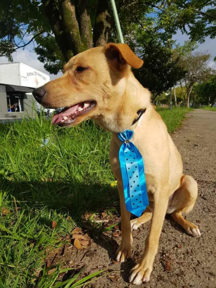 Cachorro ra a SRD idade 7 a 11 meses nome Caramelo